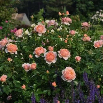 Barackszínű - nosztalgia rózsa - intenzív illatú rózsa - damaszkuszi aromájú