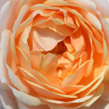 Online rózsa vásárlás - sárga - Elizabeth Stuart - nosztalgia rózsa - intenzív illatú rózsa - (100-120 cm)