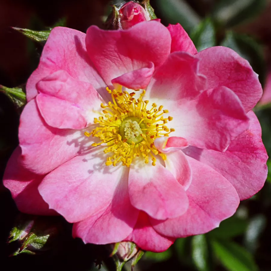 Jarko crvena - Ruža - Moyesii 'Eos' - naručivanje i isporuka ruža