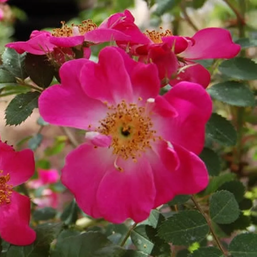 Dzika róża - Róża - Moyesii 'Eos' - róże sklep internetowy