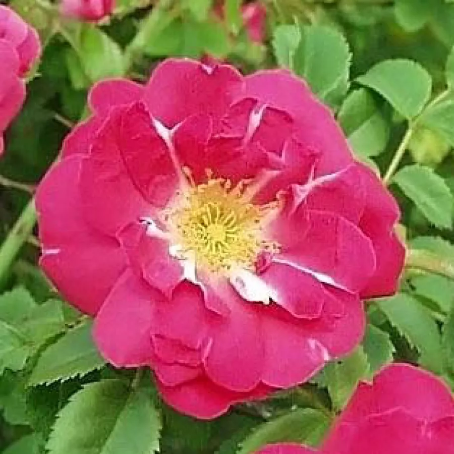 Ravan - Ruža - Moyesii 'Eos' - sadnice ruža - proizvodnja i prodaja sadnica