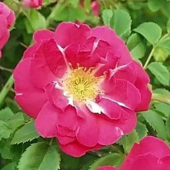 Rosa Moyesii 'Eos' - vörös - vadrózsa