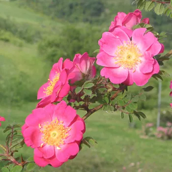 Vörös - vadrózsa - diszkrét illatú rózsa - -