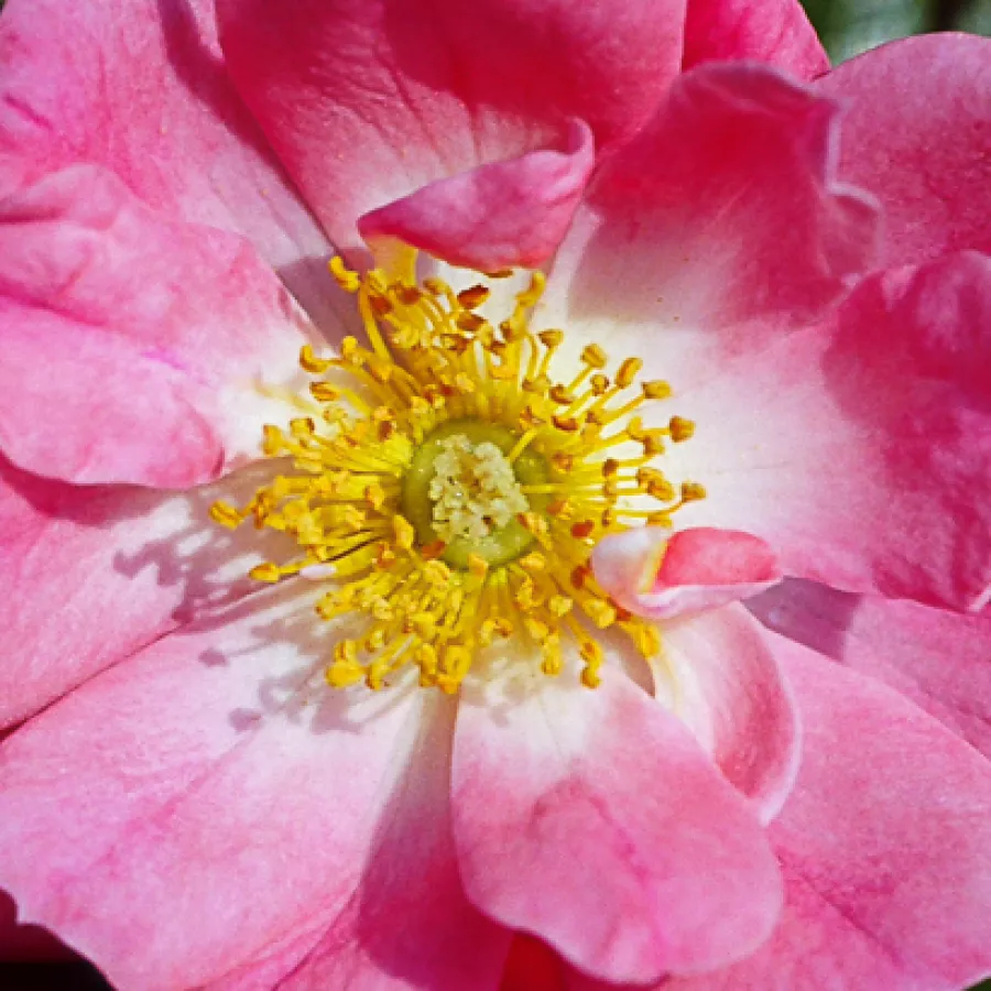 Ruys - Róża - Moyesii 'Eos' - sadzonki róż sklep internetowy - online