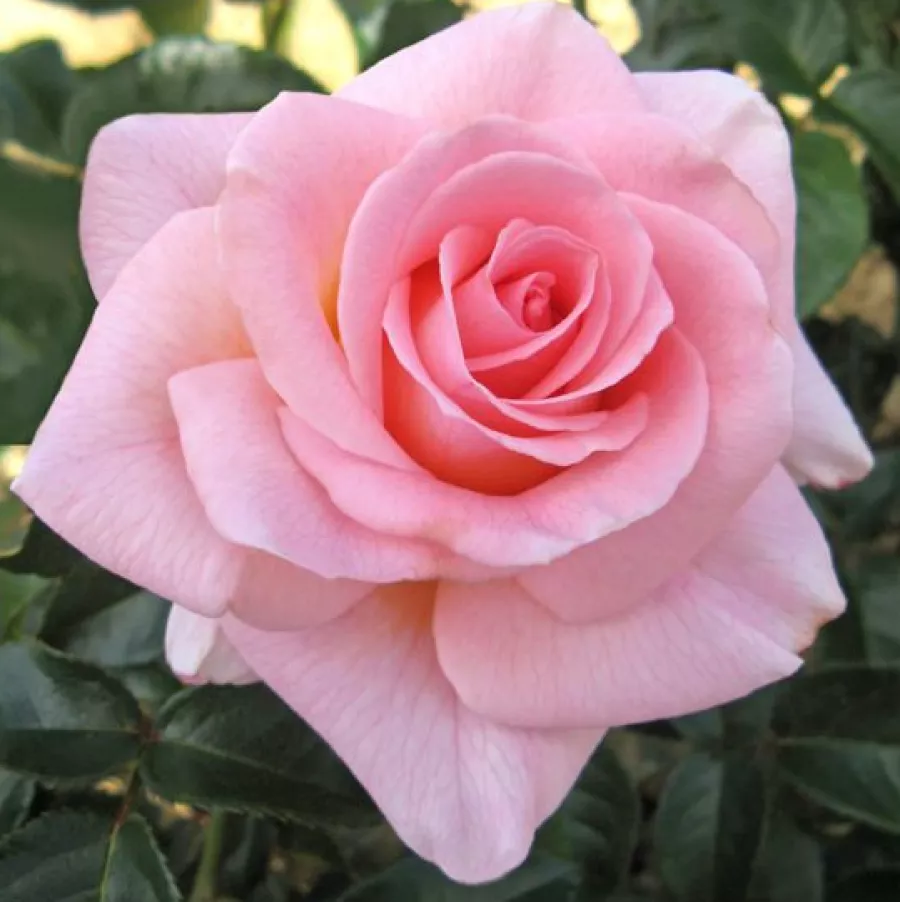 Umiarkowanie pachnąca róża - Róża - Fanny Ardant - sadzonki róż sklep internetowy - online