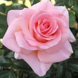 Hybrydowa róża herbaciana - umiarkowanie pachnąca róża - zapach róży stulistnej - sadzonki róż sklep internetowy - online - Rosa Fanny Ardant - różowy