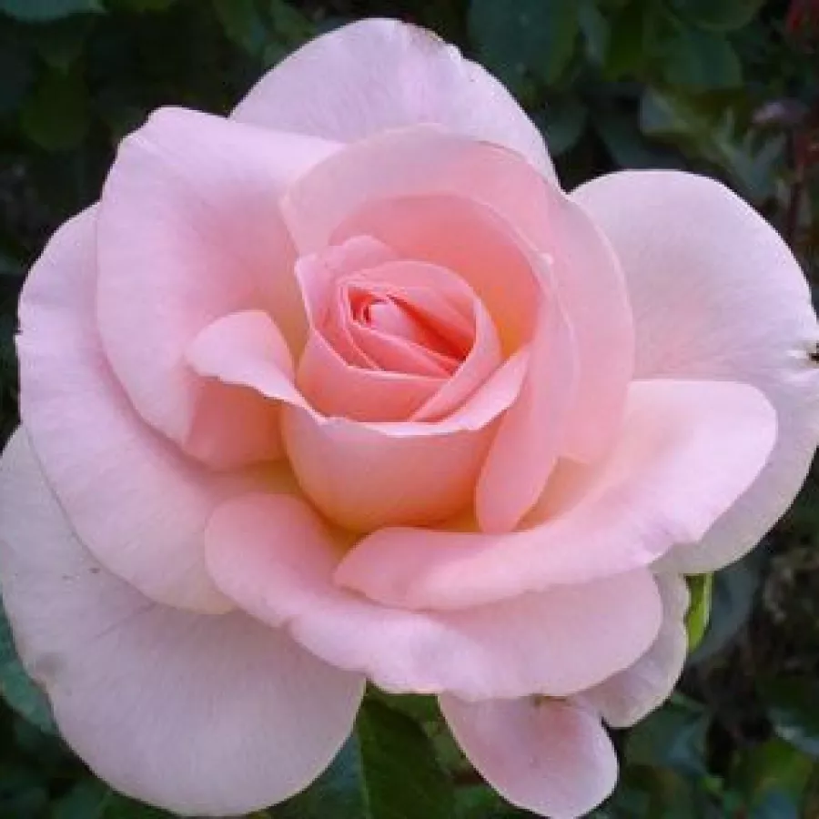 Rosales híbridos de té - Rosa - Fanny Ardant - comprar rosales online