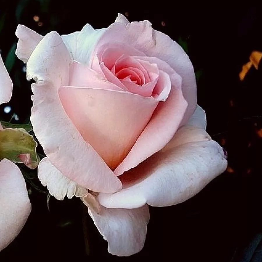 Rosa de fragancia moderadamente intensa - Rosa - Fanny Ardant - comprar rosales online