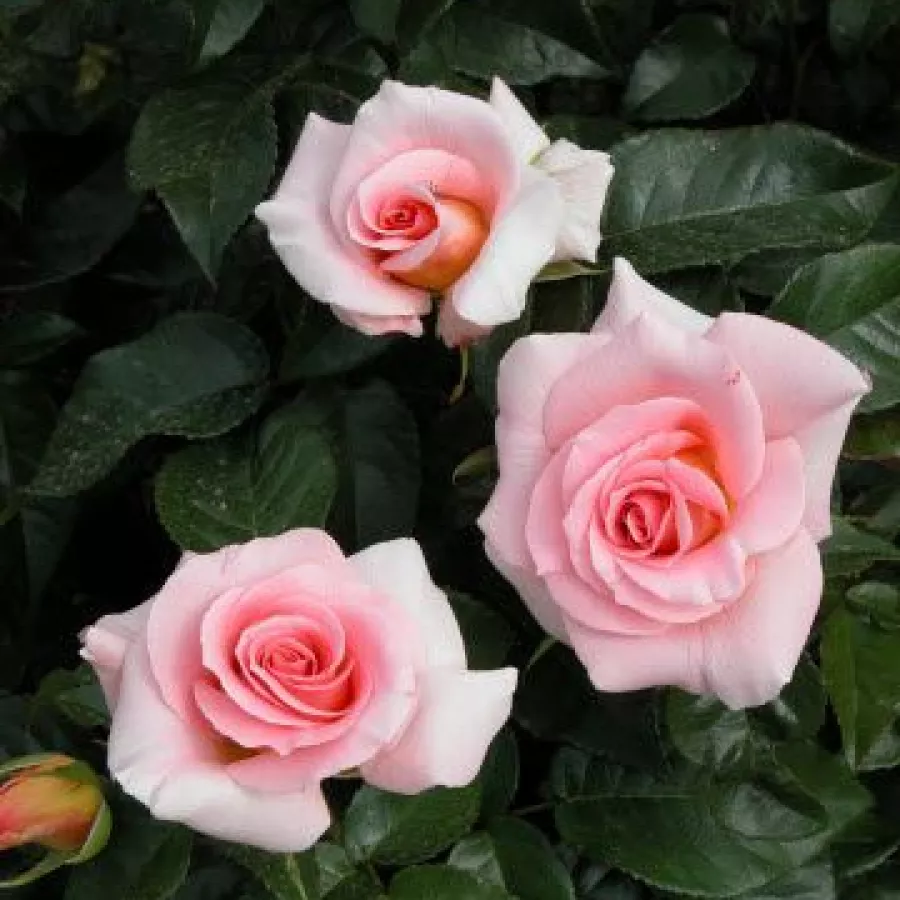 ROSALES HÍBRIDOS DE TÉ - Rosa - Fanny Ardant - comprar rosales online