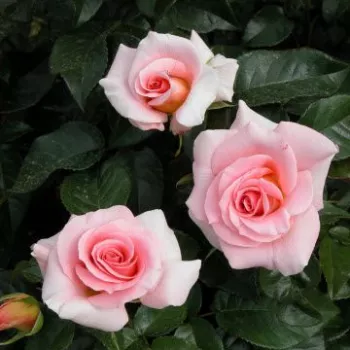 Jasnoróżowy - hybrydowa róża herbaciana - umiarkowanie pachnąca róża - zapach róży stulistnej