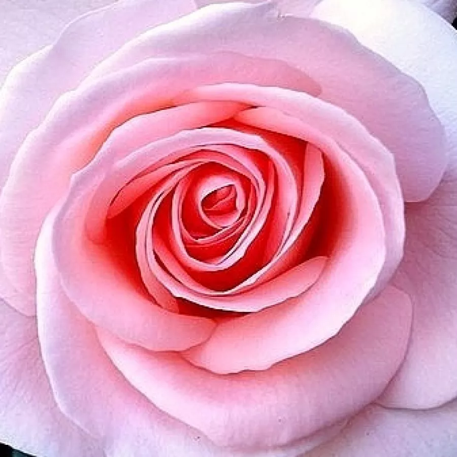 Csúcsos - Rózsa - Fanny Ardant - online rózsa vásárlás