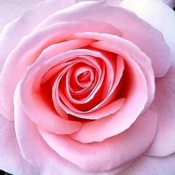 Online rózsa kertészet - rózsaszín - teahibrid rózsa - közepesen illatos rózsa - Fanny Ardant - (80-100 cm)