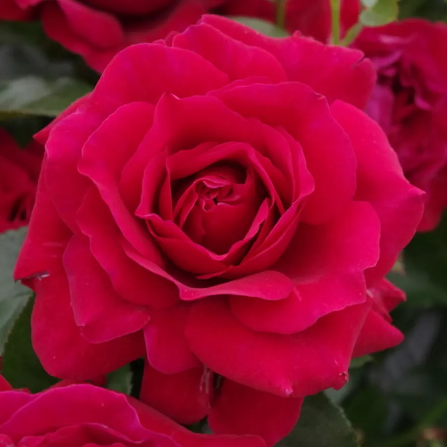 Jarko crvena - Ruža - Courageous - naručivanje i isporuka ruža