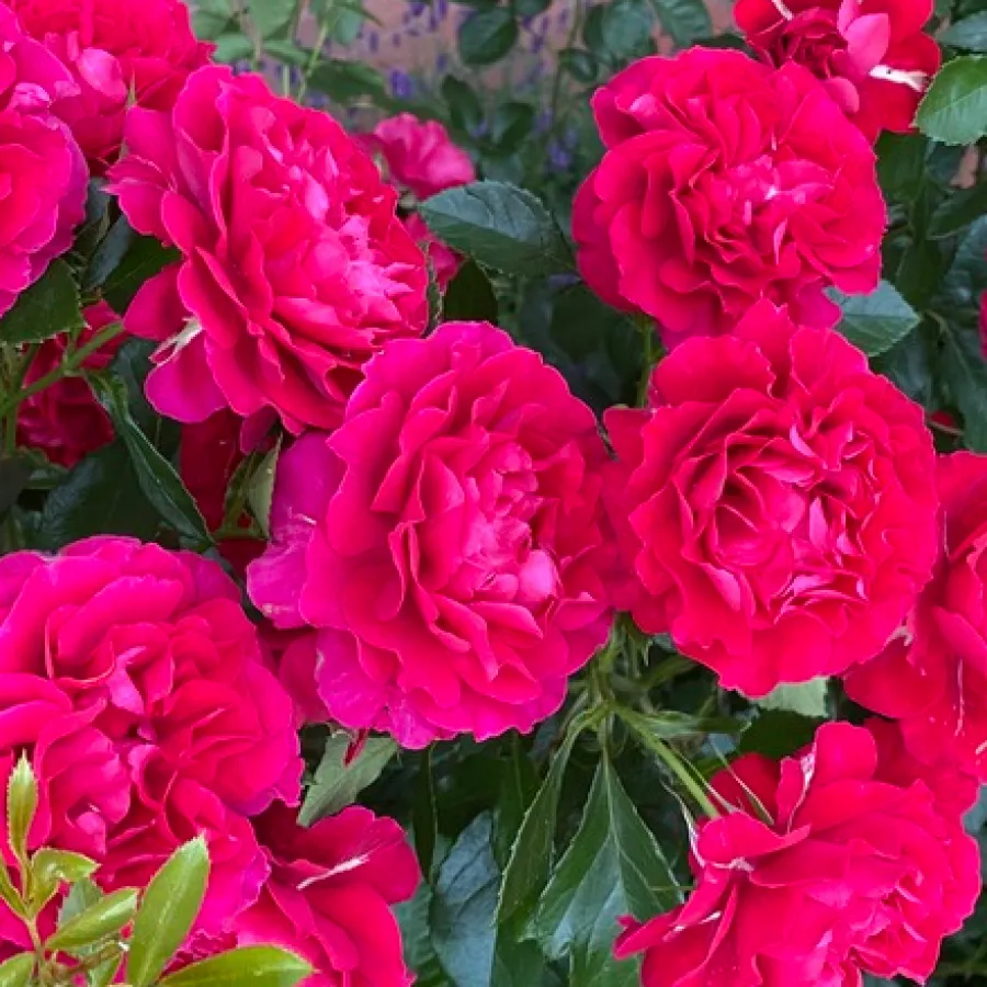 Nostalgija ruža - Ruža - Courageous - sadnice ruža - proizvodnja i prodaja sadnica