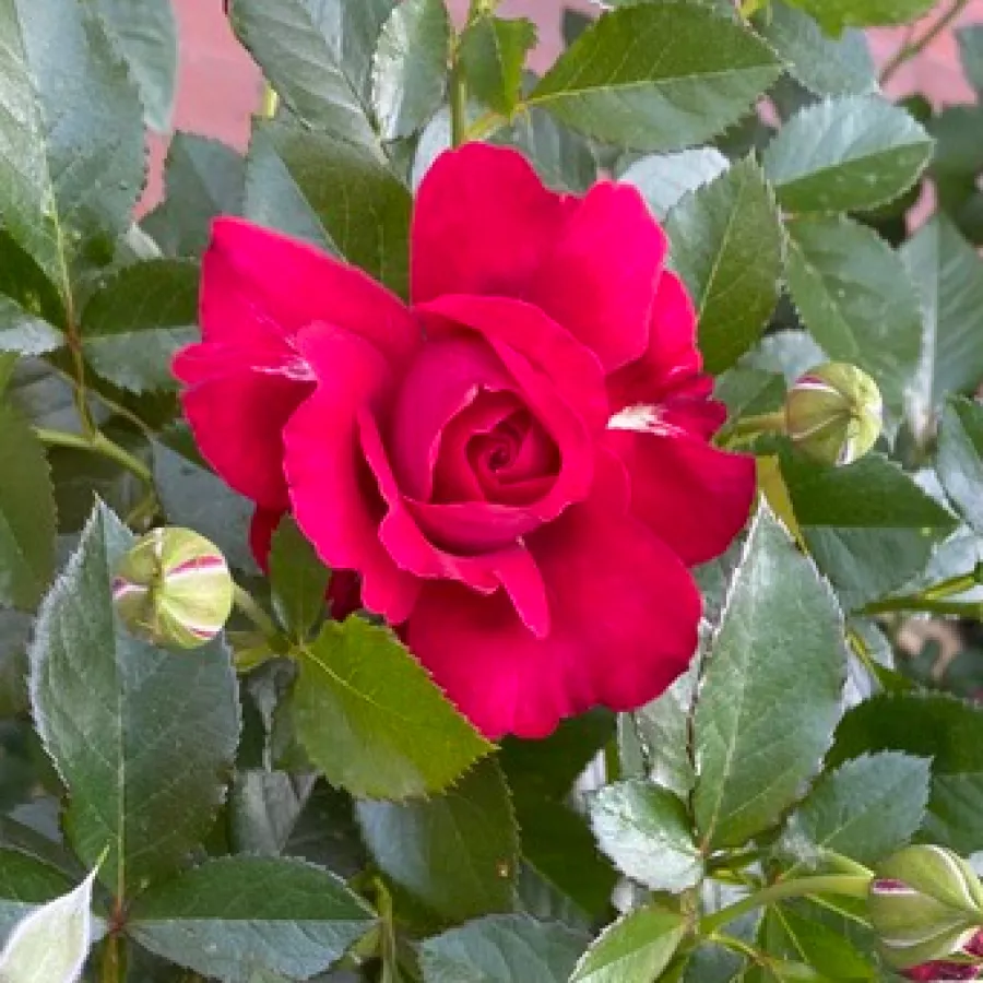 Intenziven vonj vrtnice - Roza - Courageous - vrtnice - proizvodnja in spletna prodaja sadik