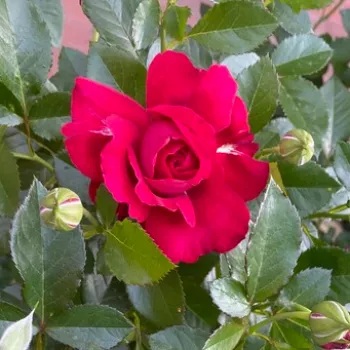 Rosa Courageous - dunkelrot - nostalgische rose