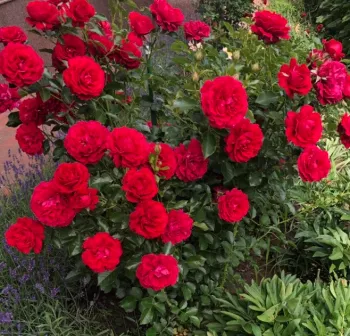Dunkelrot - nostalgische rose - rose mit intensivem duft - süßes aroma