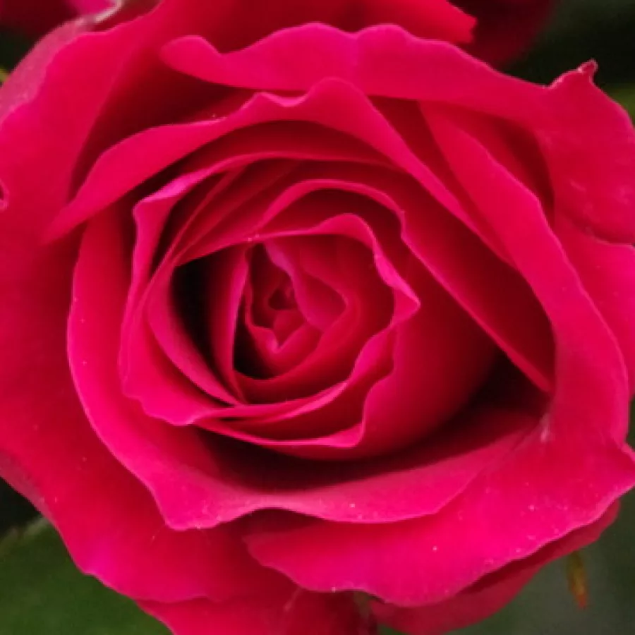 Harkness & Co. - Róża - Courageous - sadzonki róż sklep internetowy - online
