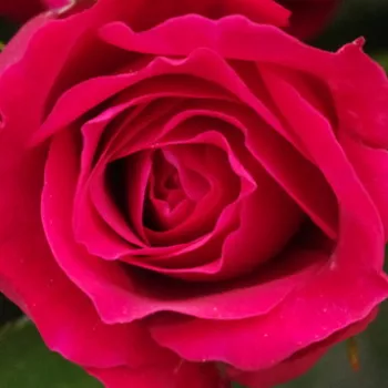 Rosen Online Gärtnerei - nosztalgia rózsa - Courageous - vörös - intenzív illatú rózsa - (80-120 cm)