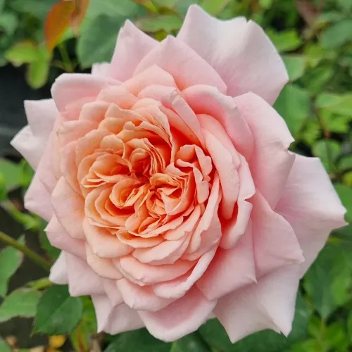 Festival des Jardins de C.