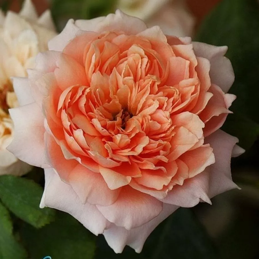 Różowy - Róża - Festival des Jardins de Chaumont - róże sklep internetowy