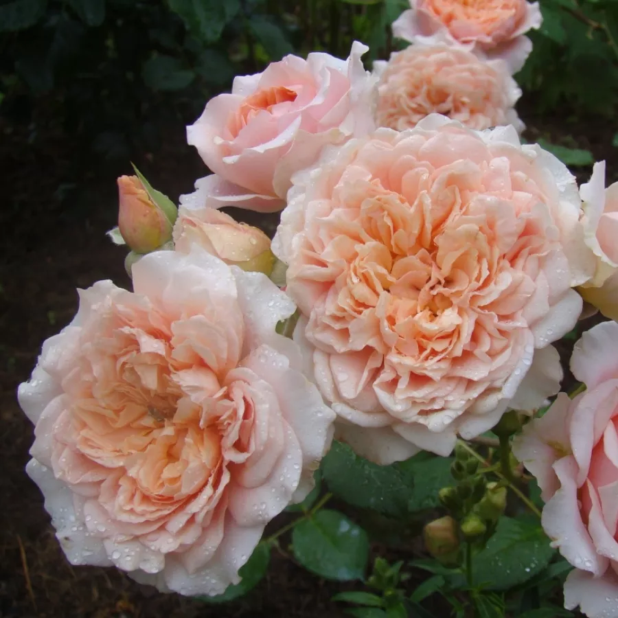 Róża nostalgiczna - Róża - Festival des Jardins de Chaumont - sadzonki róż sklep internetowy - online