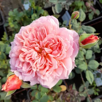 Rosa Festival des Jardins de Chaumont - ružičasta - nostalgija ruža