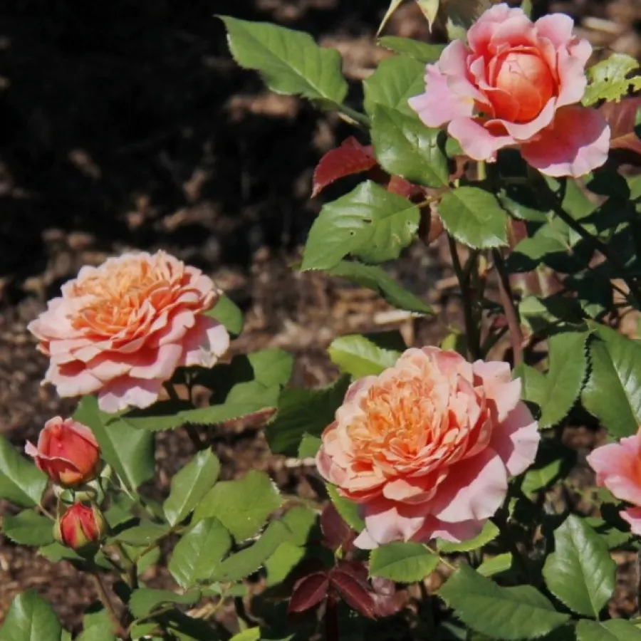 Bukietowe - Róża - Festival des Jardins de Chaumont - sadzonki róż sklep internetowy - online
