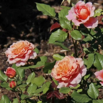 Rožnato oranžna (barva lososa) - nostalgična vrtnica - intenziven vonj vrtnice - aroma sadja
