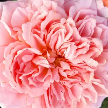 Rosen Online Gärtnerei - rózsaszín - nosztalgia rózsa - intenzív illatú rózsa - Festival des Jardins de Chaumont - (60-80 cm)