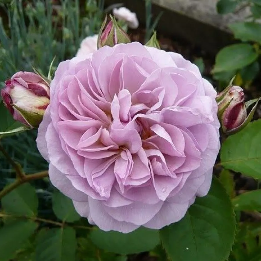 Virágágyi floribunda rózsa - Rózsa - Florence Delattre - online rózsa vásárlás