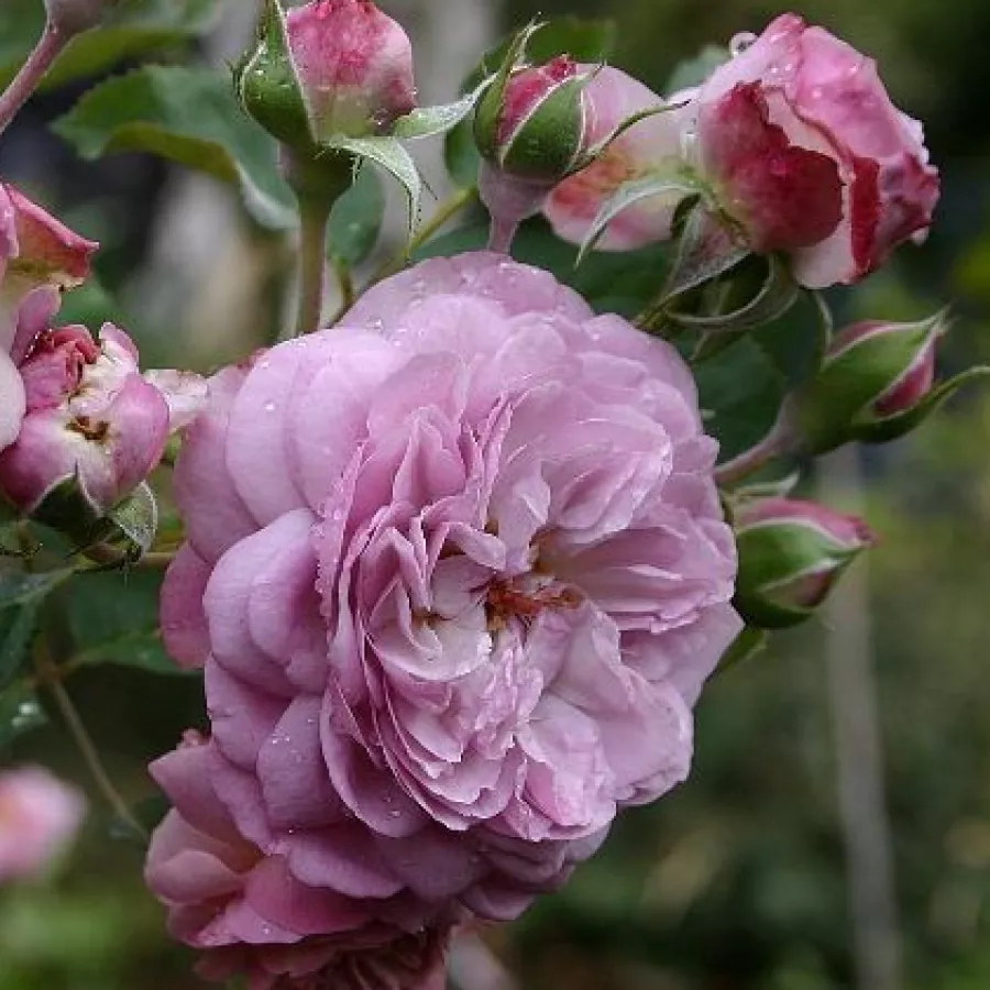 Ruža floribunda za gredice - Ruža - Florence Delattre - naručivanje i isporuka ruža