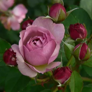 Rosa Florence Delattre - vijolična - vrtnica floribunda za cvetlično gredo