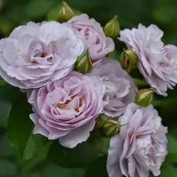 Fioletowy - różowy odcień - róża rabatowa floribunda - róża o intensywnym zapachu - -