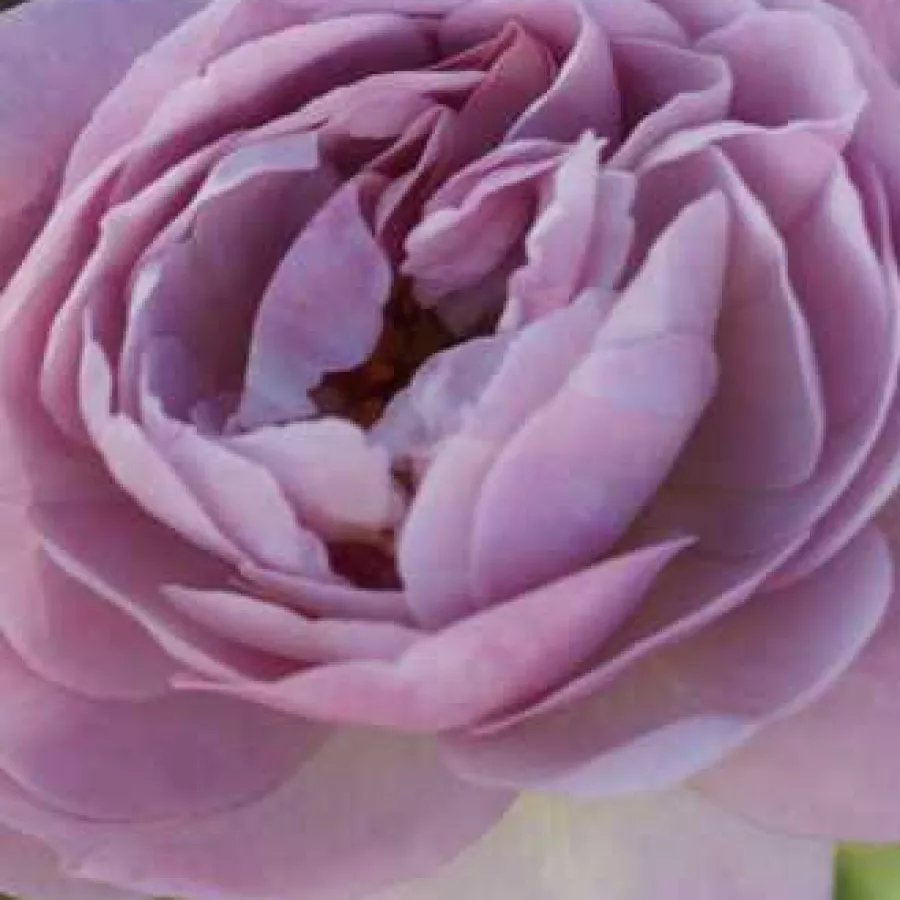 MASflodel - Róża - Florence Delattre - róże sklep internetowy
