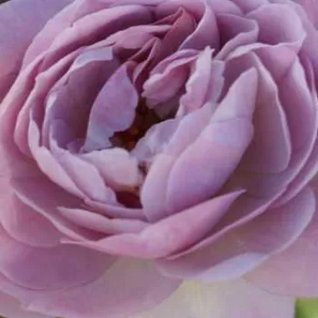 Vrtnice v spletni trgovini - virágágyi floribunda rózsa - intenzív illatú rózsa - Florence Delattre - lila - (80-120 cm)