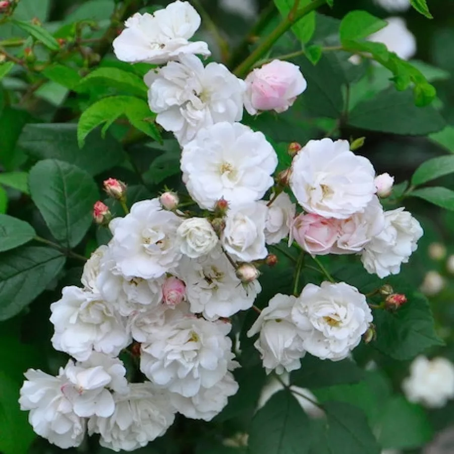 Fehér - Rózsa - Gunsei - Online rózsa rendelés