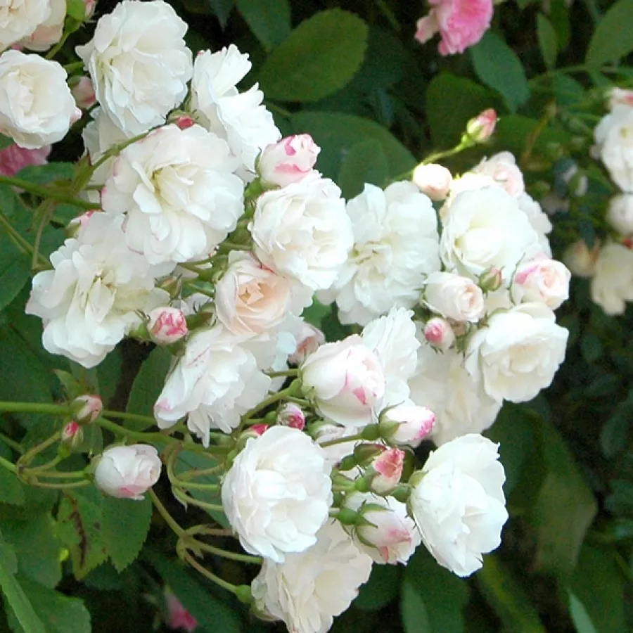 Rambler, kúszó rózsa - Rózsa - Gunsei - Online rózsa rendelés