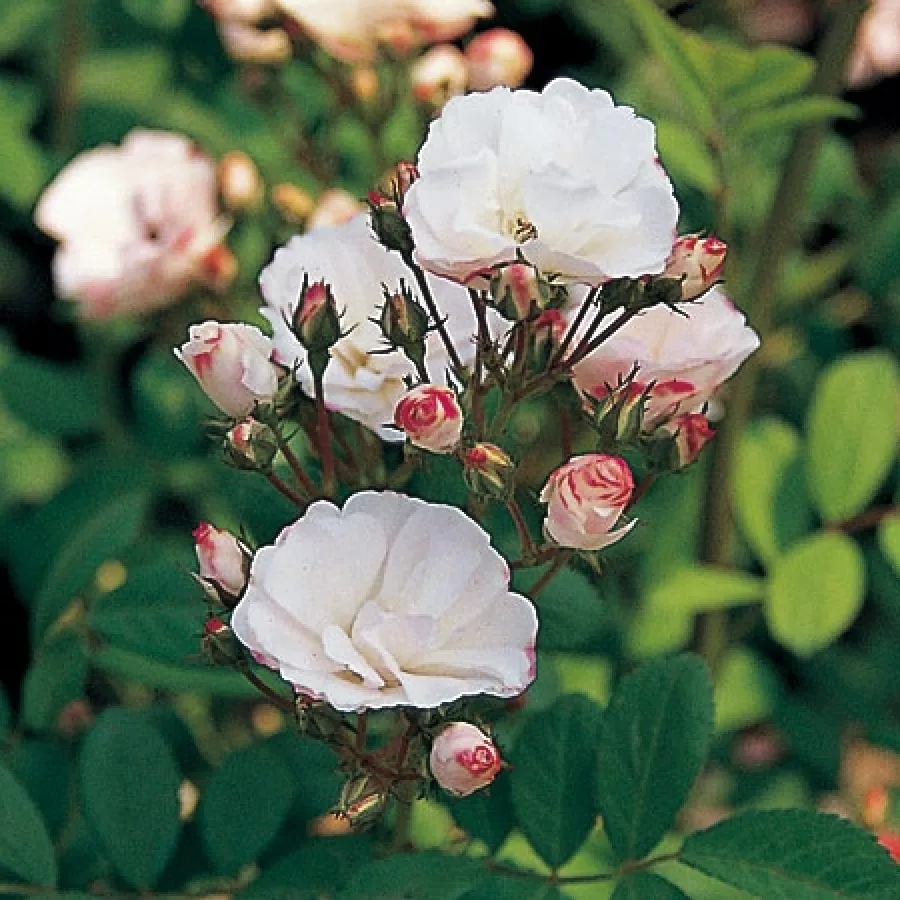Diszkrét illatú rózsa - Rózsa - Gunsei - Online rózsa rendelés