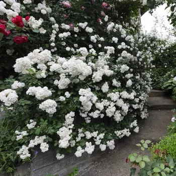 Fehér - rambler, kúszó rózsa - diszkrét illatú rózsa - -