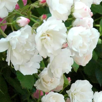 Rózsa rendelés online - fehér - rambler, kúszó rózsa - diszkrét illatú rózsa - Gunsei - (250-500 cm)