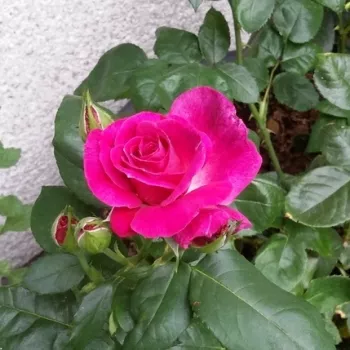 HEART'S DELIGHT – rózsaszín - magenta virágágyi floribunda rózsa - Robert Webster