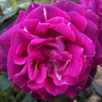 Online rózsa kertészet - rózsaszín  - magenta - közepes erősségű, jól érezhető illatú rózsa - Heart's Delight - virágágyi floribunda rózsa - (80-110 cm)