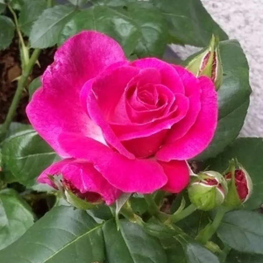 Ruža floribunda za gredice - Ruža - Heart's Delight - sadnice ruža - proizvodnja i prodaja sadnica