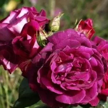 Temno roza - magenta odtenek - vrtnica floribunda za cvetlično gredo - zmerno intenziven vonj vrtnice - -