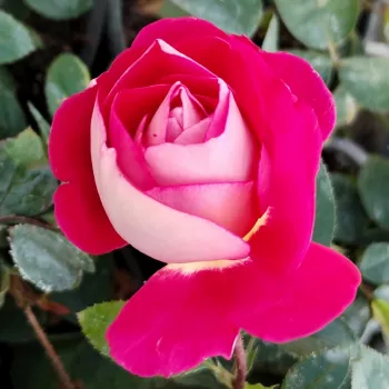 EUPORIE – rózsaszín virágágyi floribunda rózsa - pharmaROSA®
