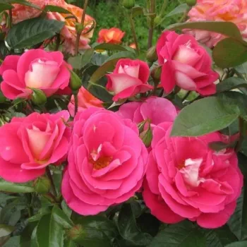 Élénk fukszia-rózsaszín virág, világos rózsaszín és krémfehér átmenetekkel. - virágágyi floribunda rózsa - közepes erősségű, jól érezhető illatú rózsa - damaszkuszi és málnás aromájú