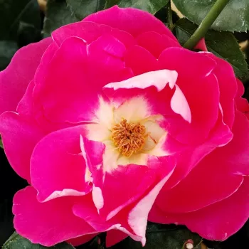 Rózsa kertészet - rózsaszín - közepes erősségű, jól érezhető illatú rózsa - Euporie - virágágyi floribunda rózsa - (70-100 cm)