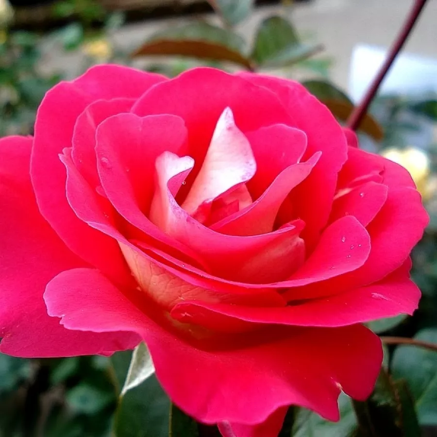Dunkelrot - weiß - Rosen - Euporie - rosen online kaufen