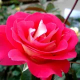 Jarko crveno - bijela - ruža floribunda za gredice - bezmirisna ruža - Rosa Euporie - naručivanje i isporuka ruža